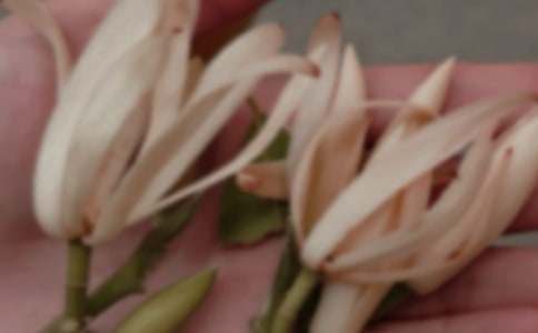 美麗的玉蘭花作文【薦】