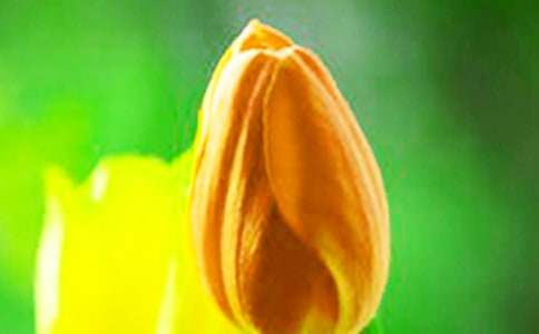 描寫(xiě)郁金香的優(yōu)美段落