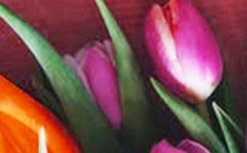 觀(guān)察植物作文郁金香