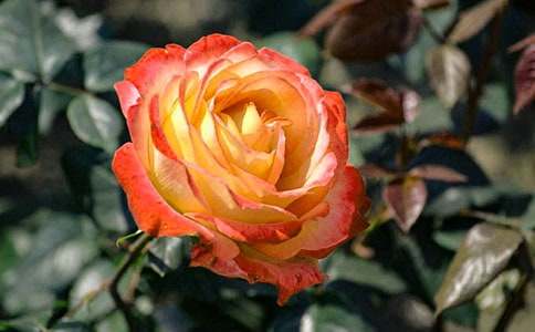 �^(gu��n)���¼����ČW(xu��)������