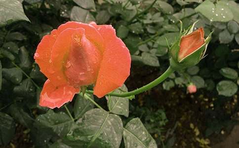 �茑(xi��)�¼��������ķ���300��