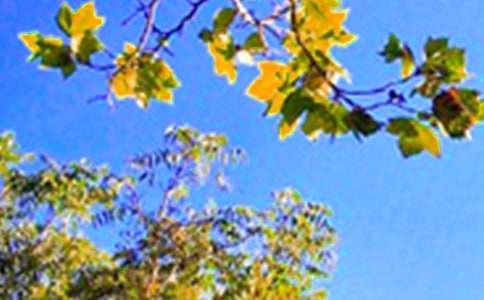 �����簲��־�Z(y��)�