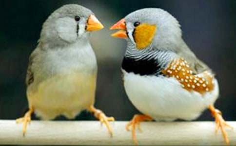 �������B(ni��o)���̰�