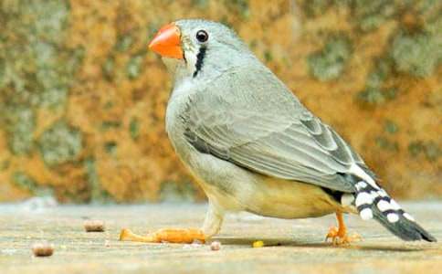 小學(xué)語(yǔ)文課文珍珠鳥(niǎo)優(yōu)秀教案(通用15篇)