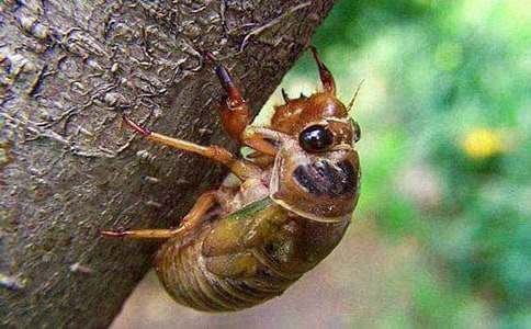 自以為是的知了改寫(xiě)作文