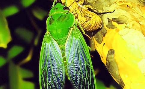 描寫(xiě)知了的小學(xué)生作文600字