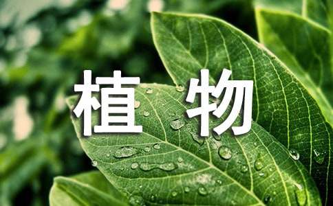 《植物媽媽有辦法》的教學(xué)設計