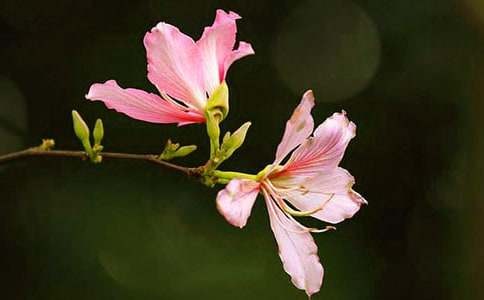 秋天的紫荊花作文