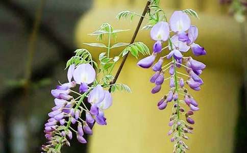 ���ٻ������ҵ�ӛ����̎����