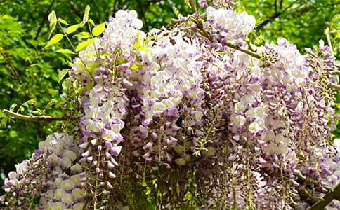 描寫(xiě)紫藤花的200字作文