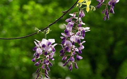 描寫(xiě)紫藤花的優(yōu)美段落