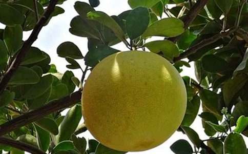 【精選】柚子作文600字四篇