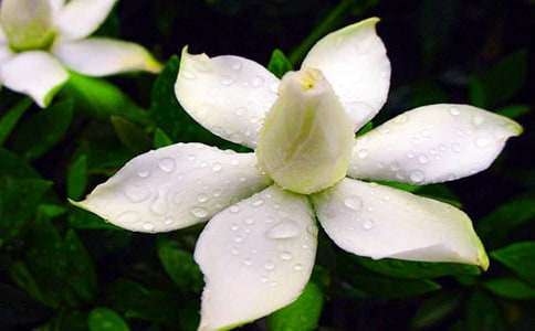 600字作文梔子花開(kāi)的季節