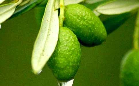 小橄欖旅行記作文