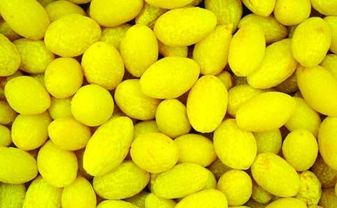 我也銜過(guò)一枚青橄欖作文950字