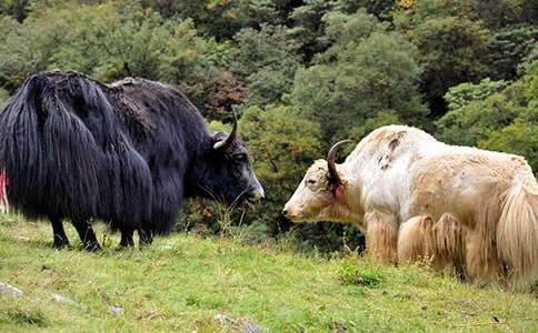 白牦牛的傳說(shuō)典故