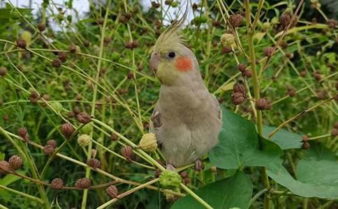 虎皮鸚鵡400字作文(精選36篇)