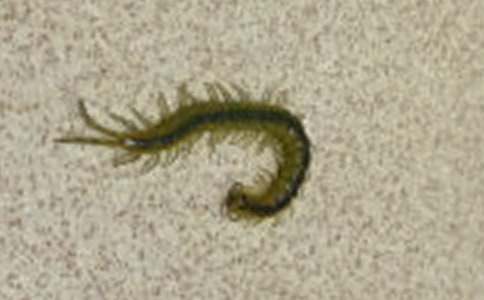 寓言故事:蜈蚣買(mǎi)汽水