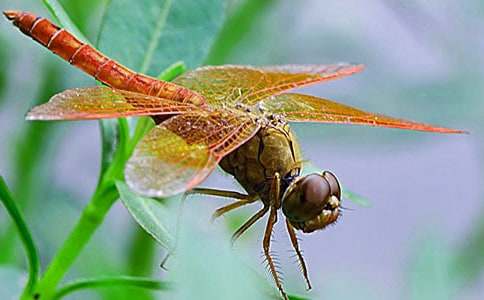 竹蜻蜓作文600字(精選26篇)