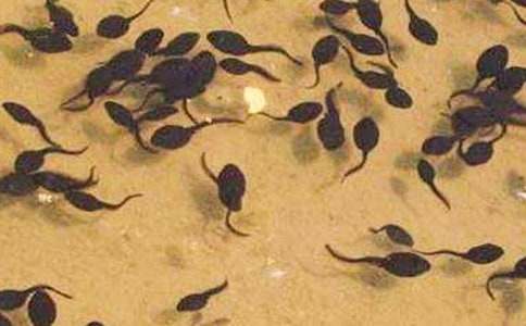 ����Z(y��)��С����ҋ����̰����ģ�ͨ��5ƪ��