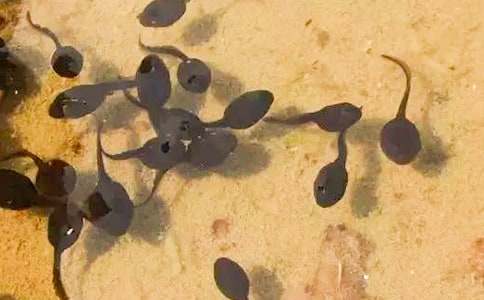 ������С���ͯԒ(hu��)����