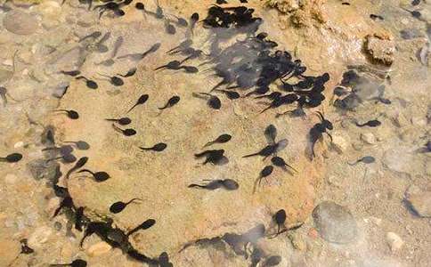 ��С����ҋ��������꼉�̰���ͨ��6ƪ��