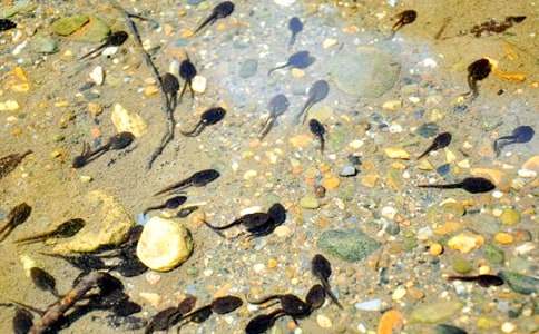 ��С����ҋ���������Z(y��)�Խ̰����ģ�ͨ��11ƪ��