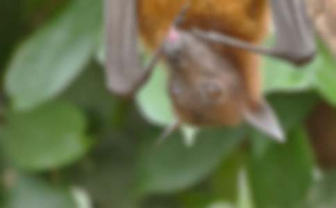 �¸ҵ��Ҵ����������550��