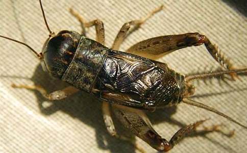 觀(guān)察蟋蟀作文(通用6篇)