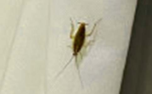 蟑螂四年級作文