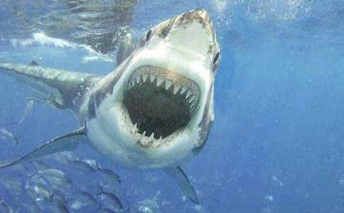 我是鯊魚(yú)作文