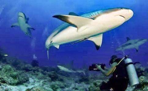 拯救大鯊魚(yú)寓言童話(huà)作文