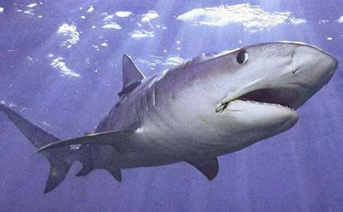 ���o���~(y��)������ƪ