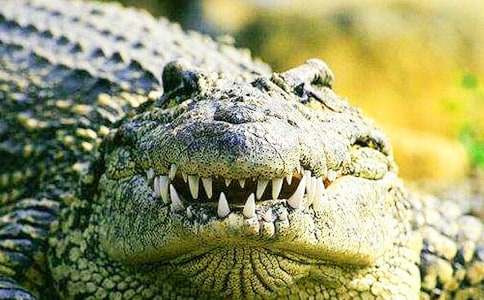 鱷魚(yú)童話(huà)作文