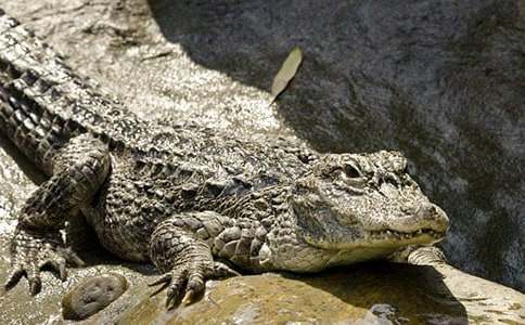 游廣州鱷魚(yú)公園500字作文