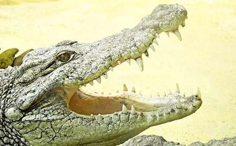 �������{�~(y��)��С��������