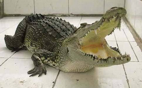 ������{�~(y��)���@���꼉����500��