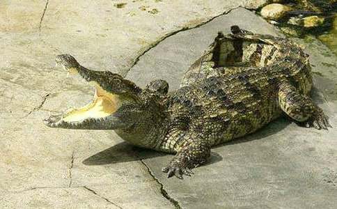 �{�~(y��)�ܵ��a��ӛ���꼉����