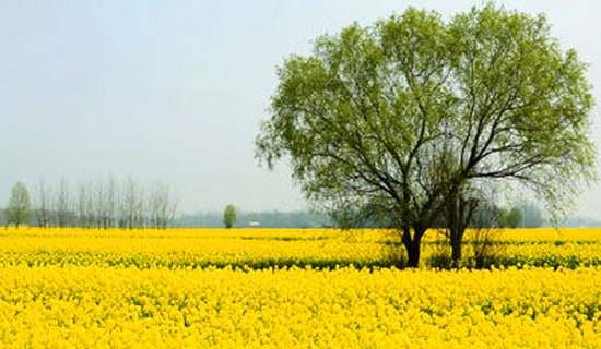 С��(d��ng)��Ĵ��ζY���а�̰�����